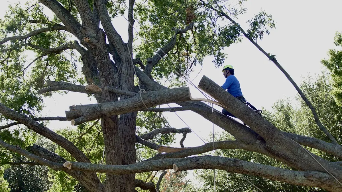 Professional Crown Thinning performed by certified arborists in Pittston