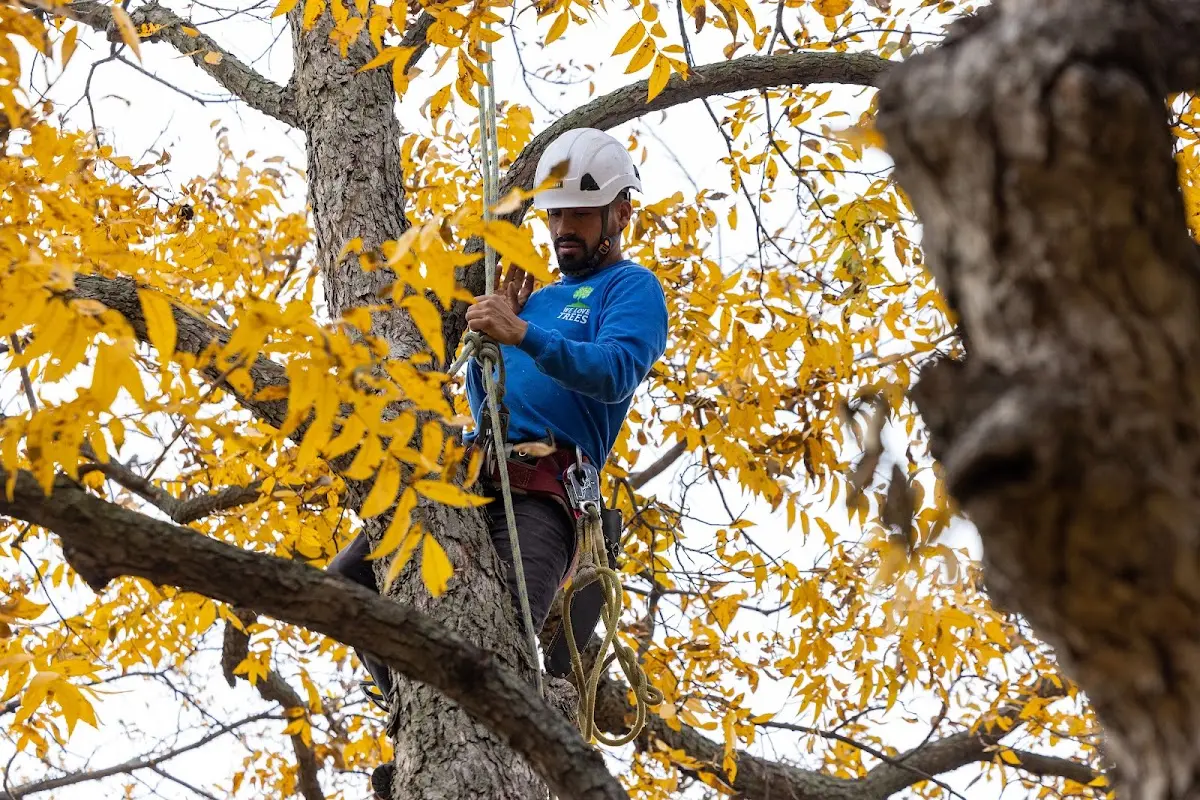 Skilled Tree Planting crew working in Pittston